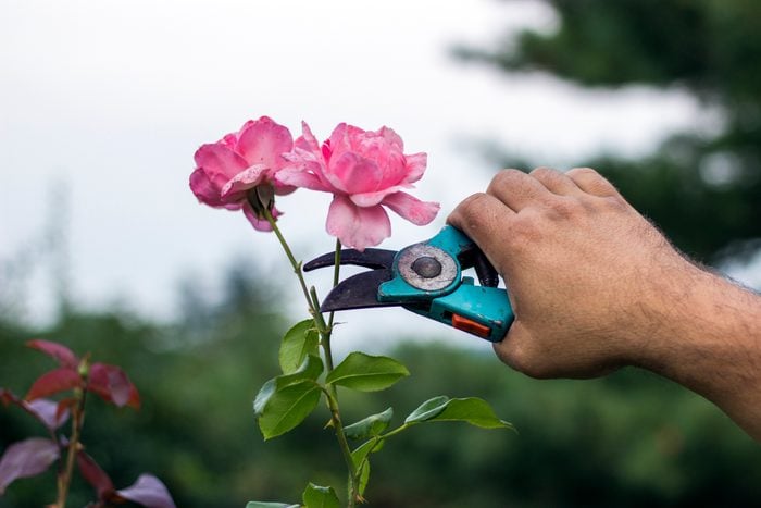 Close-Up Of Hand Cutting Rose Plant With Pruning Shears Outdoors