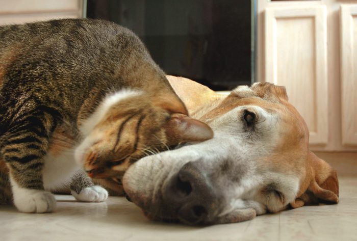 Tabby cat and great dane