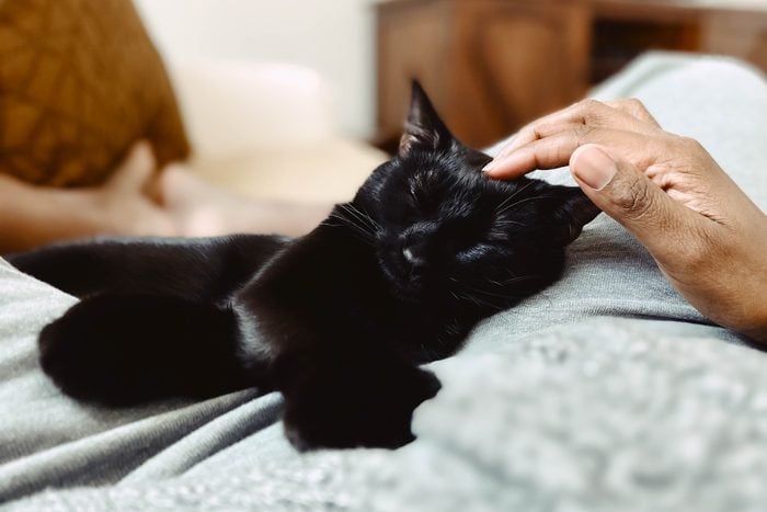 black cat getting head massage