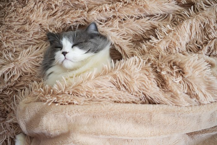 cat sleeping in fluffy rug