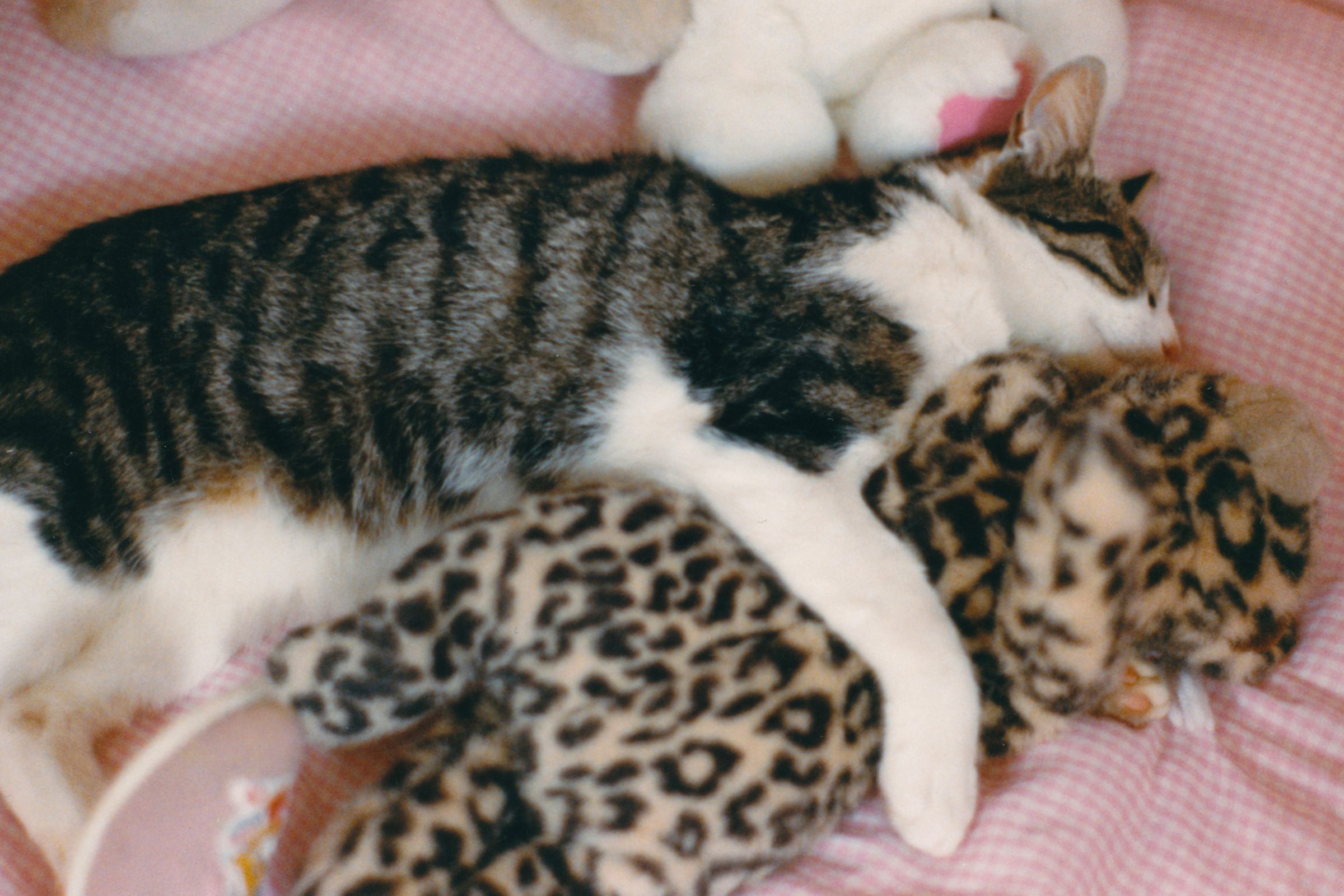 cat sleeping with leopard stuffed animal