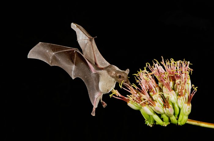 Lesser Long-nosed Bat (Leptonycteris curasoae), adult in flight at night feeding on Agave blossom (Agave sp.), Tucson, Sonoran desert, Arizona, USA