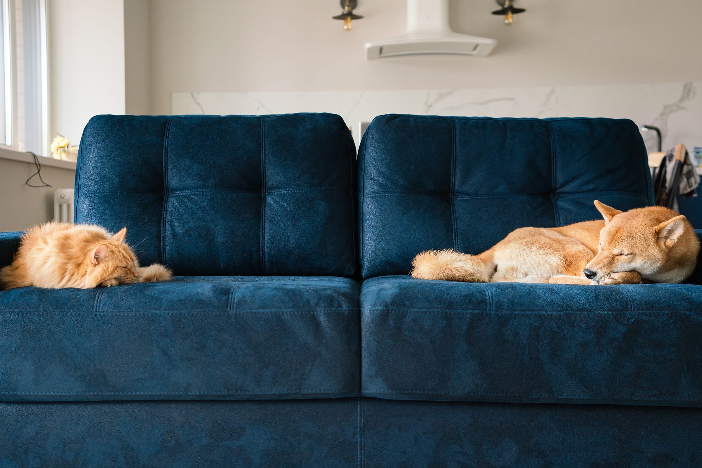 cat and dog sleeping on opposite sides of a couch
