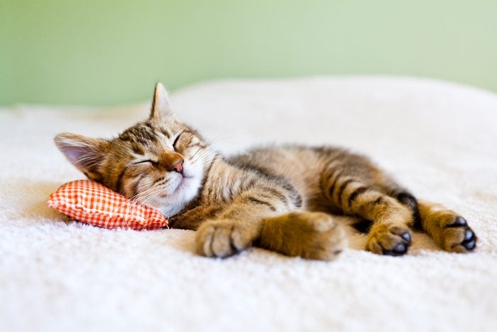 kitten sleeping on pillow