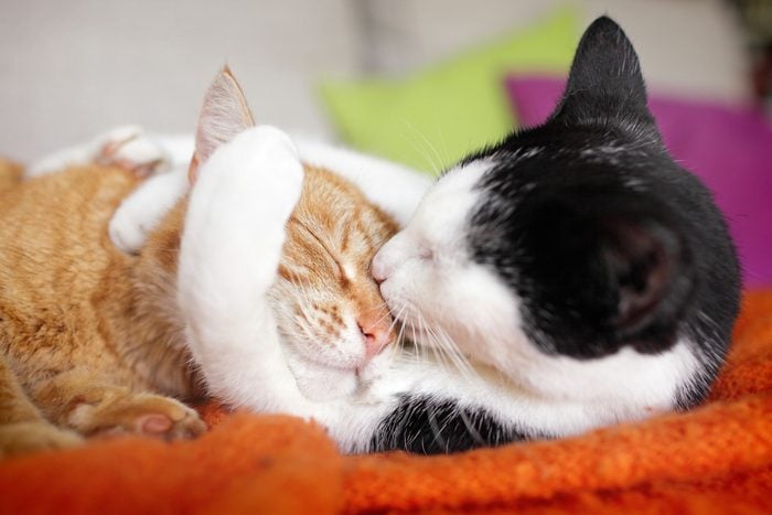 cuddly cat couple kissing