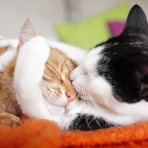 cuddly cat couple kissing
