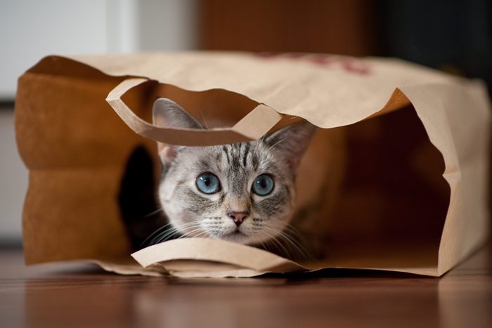 Cats and bags