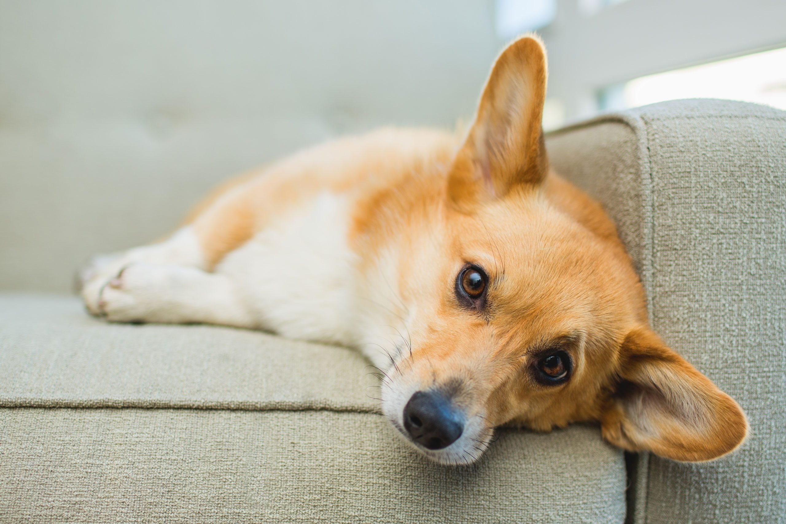 corgi laying on the couch
