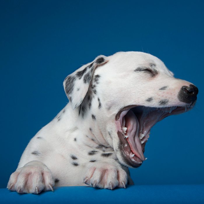 yawn dog sleepy dog