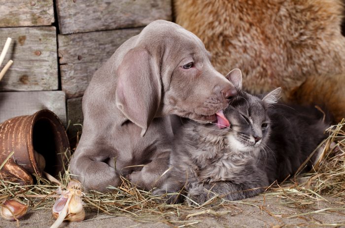 dog kiss kitten