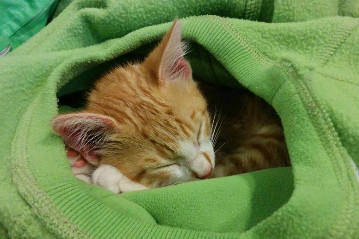 kitten snuggling in green sweater