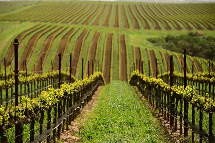 geometric pattern of spring time vines in vineyard at winery near Santa Maria in Santa Barbara County, California, USA