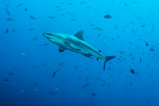 Grey reef sharks, Blue Corner - Palau