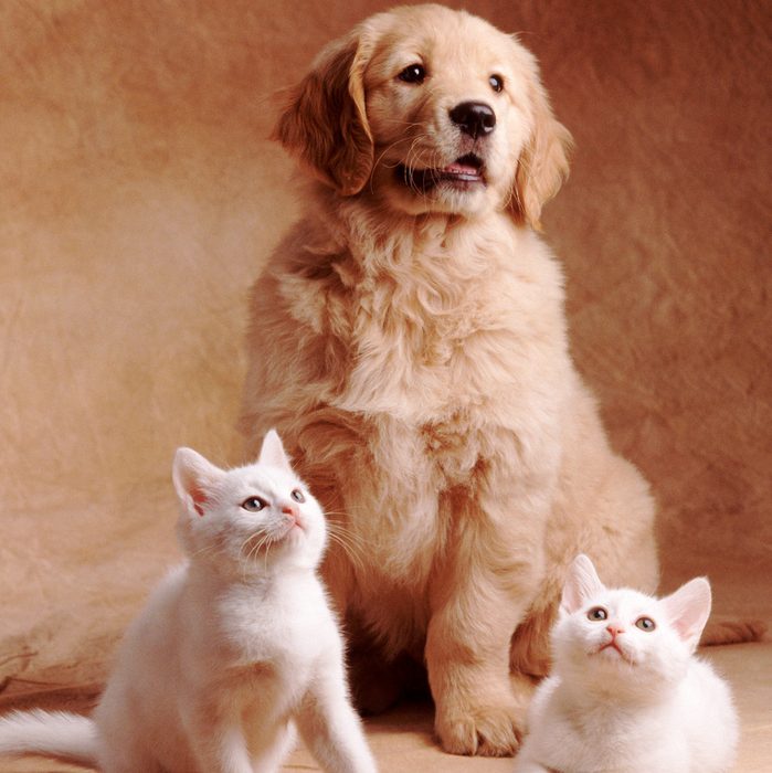 Golden Retriever Puppy Posing with Kittens
