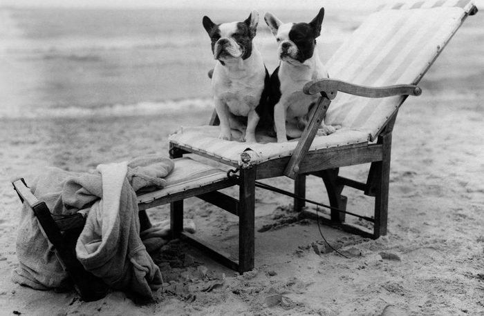 animals: two french bulldogs in a deck chair on the beach - 1922 - Photographer: Frankl - Published by: 'Die Dame' 20/1922 Vintage property of ullstein bild