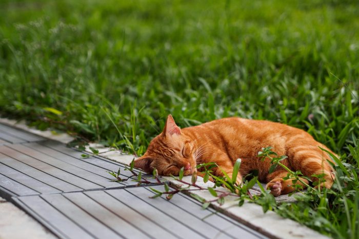 tabby kitten sleeping outside in grass