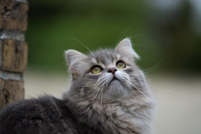 Close-Up Of Siberian Cat Looking Up By Wall
