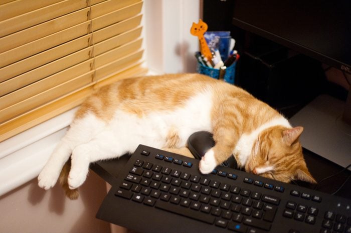 A ginger cat asleep across a keyboard