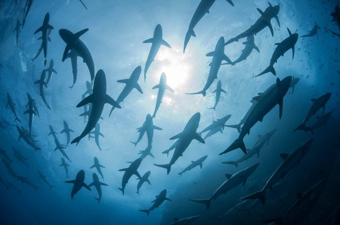 Underwater silhouetted view of silky sharks gathering in spring for mating rituals, Roca Partida, Revillagigedo, Mexico
