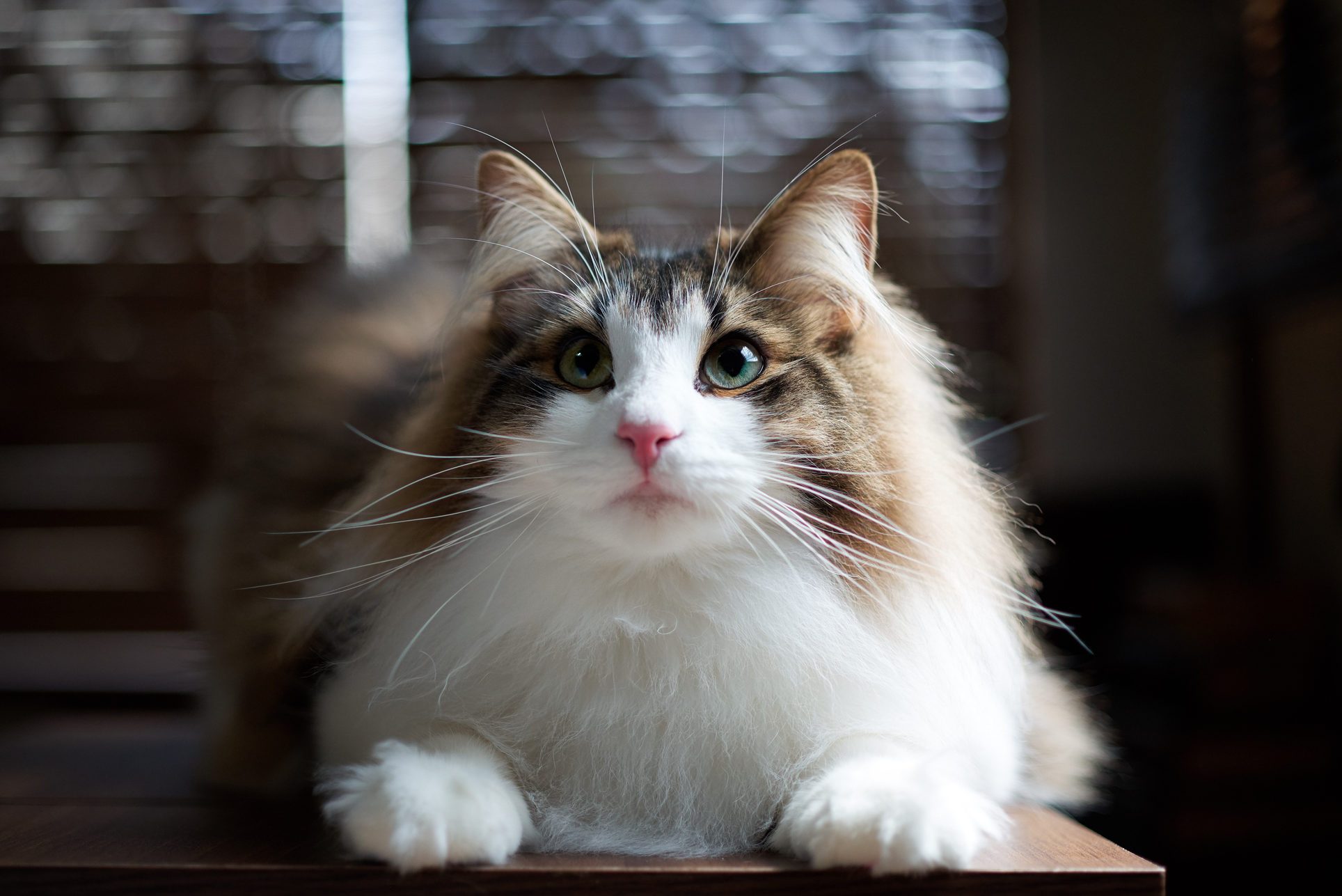 Fluffy Cat Breeds That Are Perfect for Snuggling Reader's Digest