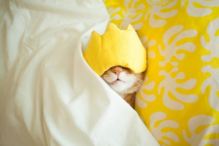 kitten sleeping with yellow eyecover