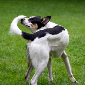 Dog chasing Tail On Grassy Field