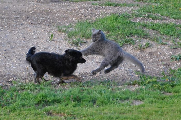 Black Dog And Gray Cat On Field