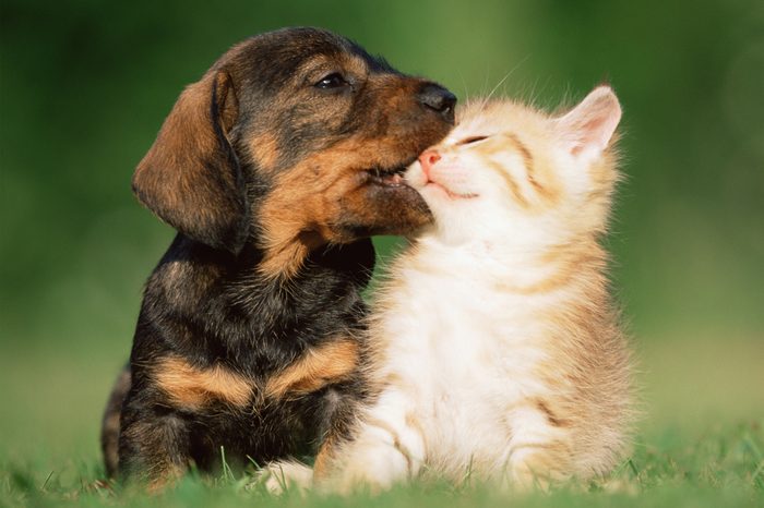 Kitten and puppy on lawn