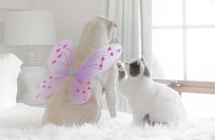 shar-pei dog wearing butterfly wings playing with a British shorthair cat