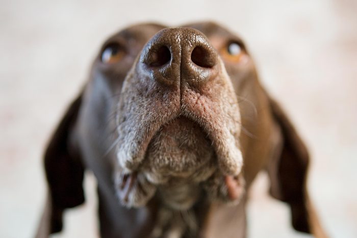 portrait of agerman shorthaired pointer dog with the focus on the nose