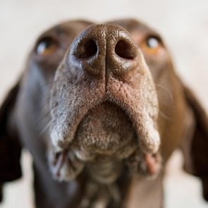 portrait of agerman shorthaired pointer dog with the focus on the nose