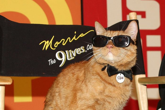 9Lives Icon Morris The Cat On "The Price Is Right" Set
