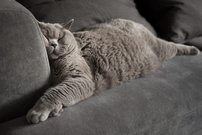 British Short hair cat sleeping on couch with squashed face