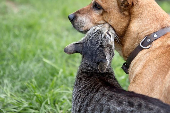 Dog and cat in love