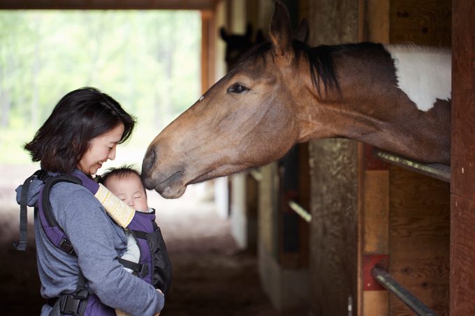 horse and human bond concept