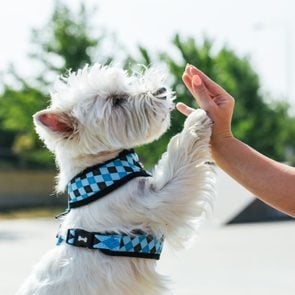 small dog in a harness give a high five to owner