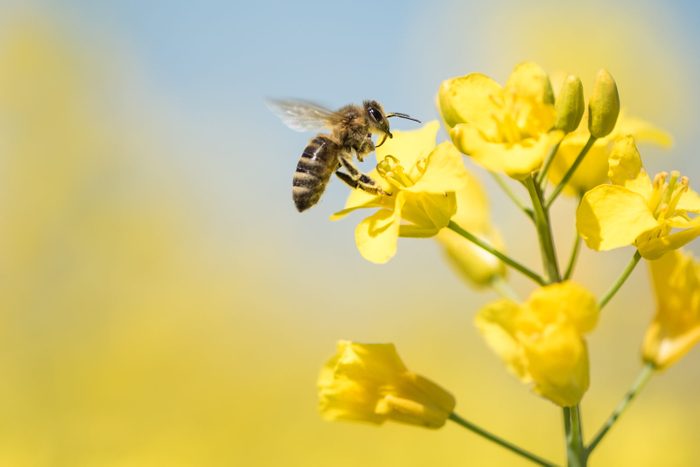 honeybee collects honey - rape blossom in spring