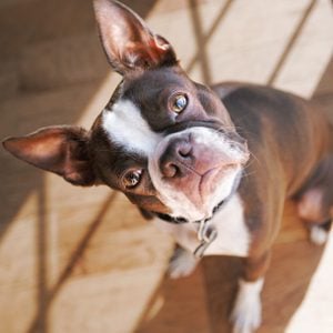 Boston Terrier dog with head cocked