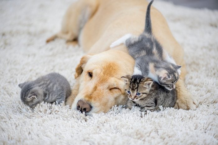 Kittens Playing With Dog