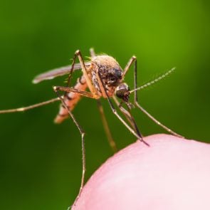 Yellow Fever, Malaria or Zika Virus Infected Mosquito Insect Bite on Green Background