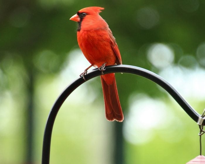 cardinal perched outside Joe Hall's window at the nursing home in Elizabethtown, Kentucky