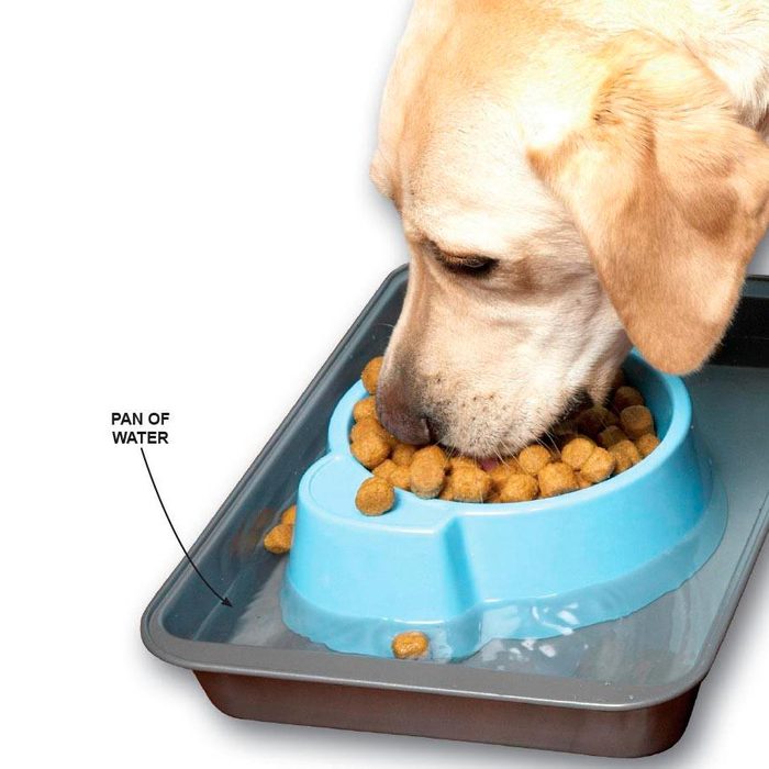 Dog Food Tray