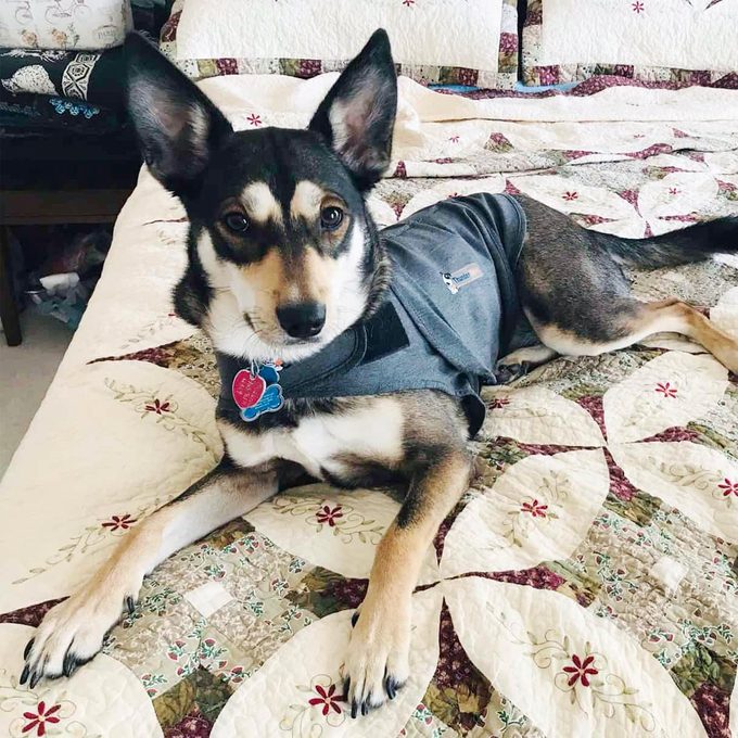 dog on bed wearing thundershirt