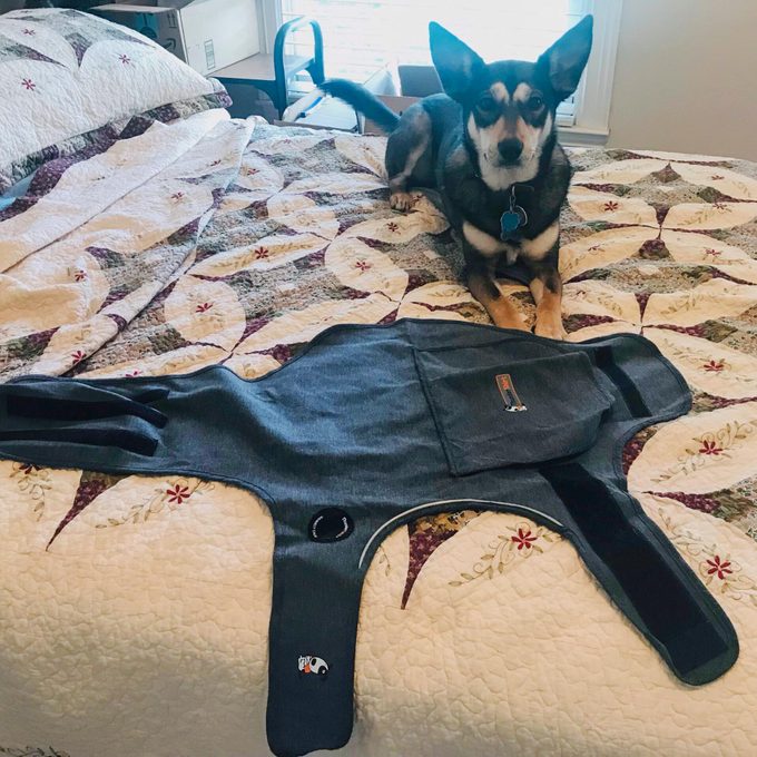 thundershirt laid out on bed. dog sits on bed nearby.