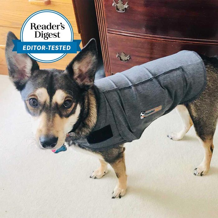 dog standing in bedroom wearing a thundershirt