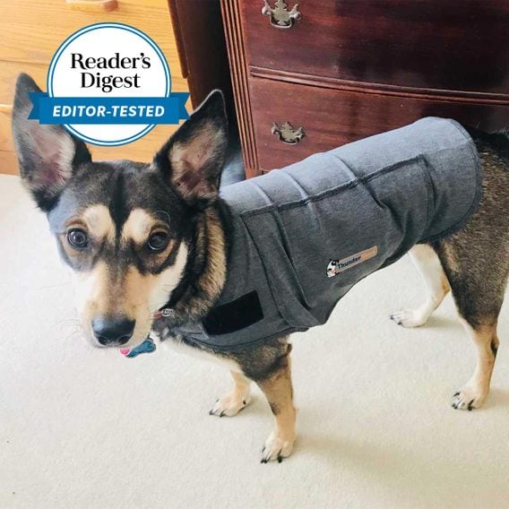 ThunderShirt for Dogs Review from a Pet Expert | Calm Your Pet Easily ...
