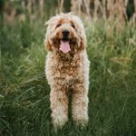 25 Dog Breeds That Don’t Shed (That Much)
