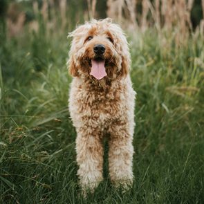 happy Golden Doodle standing on grass smiling at camera