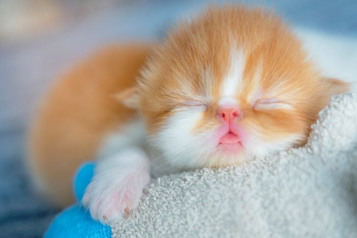 new born kitten sleeping