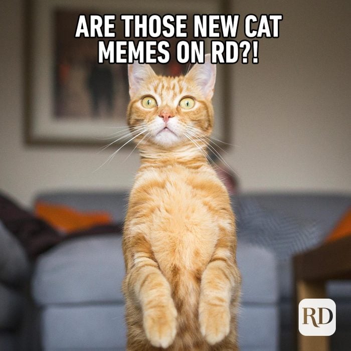 Are those new cat memes?